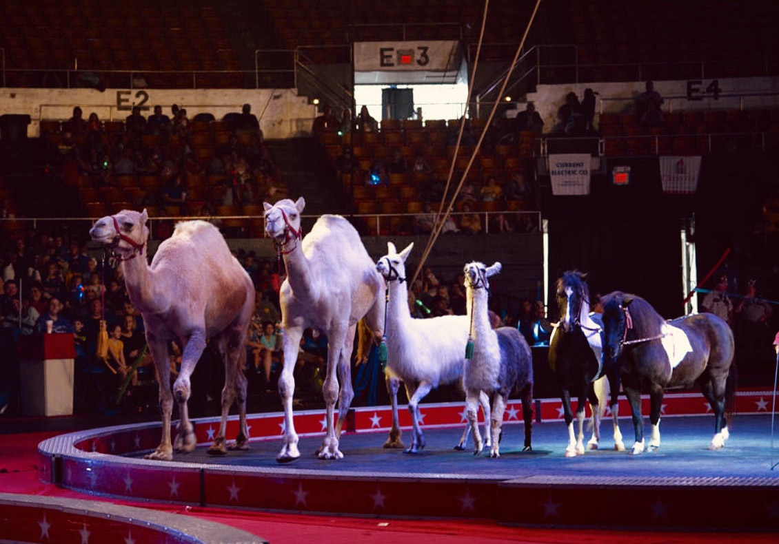 Shrine Circus 2024!