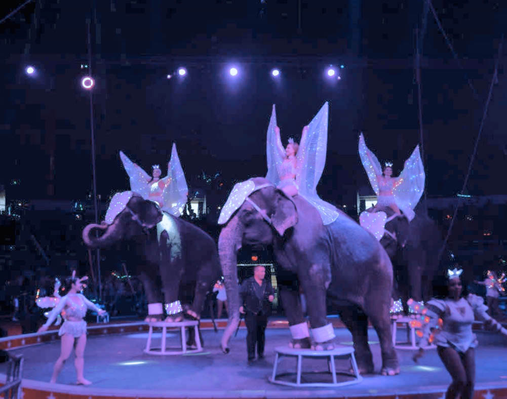 Shrine Circus 2024!